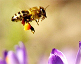 mehiläinen pörrää